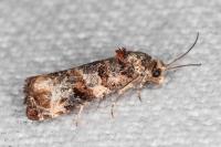 Lobesia botrana