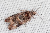 Lobesia botrana