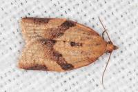 Clepsis consimilana