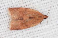 Clepsis consimilana
