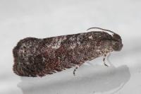 Grapholita molesta