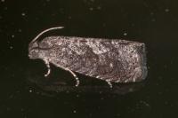 Grapholita molesta