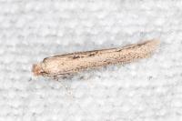 Bedellia somnulentella