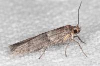 Blastobasis phycidella
