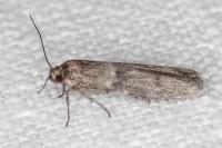 Blastobasis phycidella