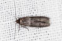 Blastobasis phycidella