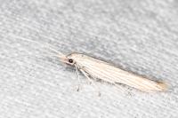 Coleophora nutantella