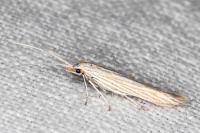 Coleophora nutantella