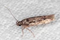 Carpatolechia decorella