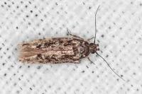 Carpatolechia decorella