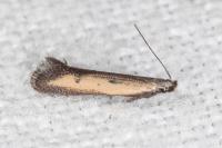 Mesophleps trinotella