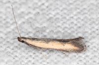 Mesophleps trinotella