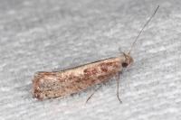 Acrolepiopsis vesperella