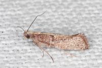 Acrolepiopsis vesperella