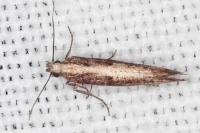 Acrolepiopsis vesperella