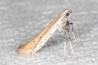 Aspilapteryx tringipennella