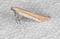 Aspilapteryx tringipennella