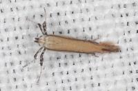 Aspilapteryx tringipennella