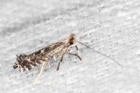 Parornix torquillella