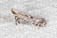 Parornix torquillella