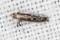Parornix torquillella