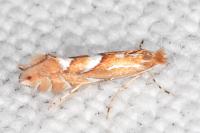 Phyllonorycter belotella
