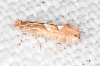 Phyllonorycter belotella