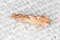 Phyllonorycter belotella