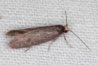Agnoea langohri