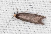 Agnoea langohri
