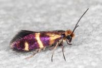 Micropterix aglaella