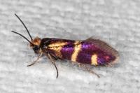 Micropterix aglaella