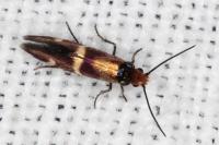 Micropterix aglaella