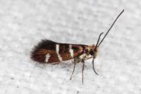 Micropterix aruncella