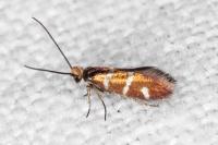 Micropterix aruncella