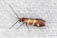 Micropterix aruncella