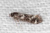Denisia lutea