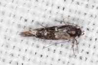 Denisia lutea