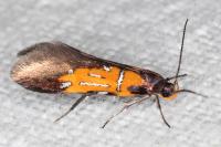 Schiffermuelleria schaefferella