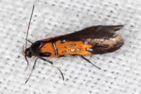 Schiffermuelleria schaefferella