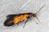 Schiffermuelleria schaefferella
