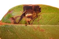 Fomoria septembrella