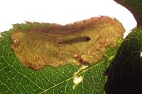 Coptotriche angusticollella