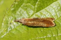 Dichomeris ustalella