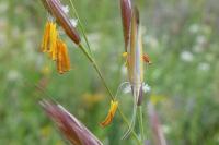 Coleophora dignella