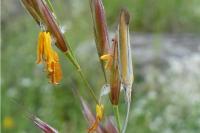 Coleophora dignella