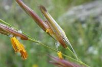Coleophora dignella