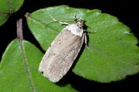 Agonopterix