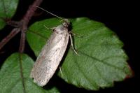 Agonopterix