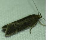 Aroga velocella
